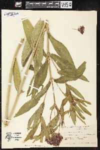 Asclepias incarnata subsp. incarnata image