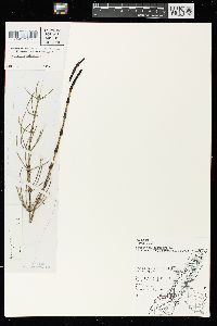 Equisetum palustre image