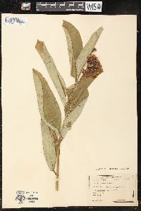 Asclepias syriaca image