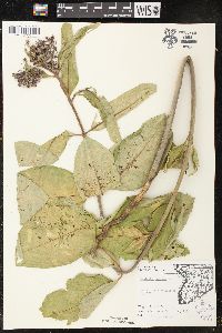 Asclepias syriaca image