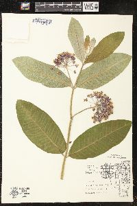 Asclepias syriaca image