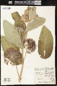 Asclepias syriaca image