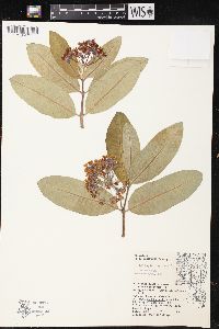 Asclepias syriaca image