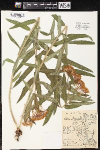 Asclepias tuberosa subsp. interior image