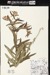 Asclepias tuberosa subsp. interior image