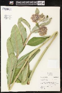 Asclepias syriaca image