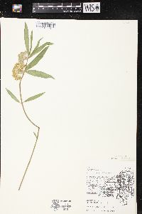 Asclepias viridiflora image