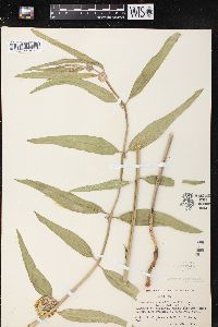 Asclepias viridiflora image