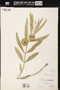 Asclepias viridiflora image