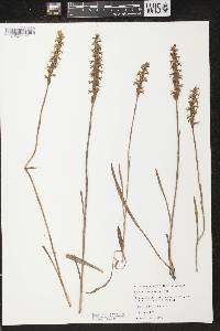 Spiranthes cernua image