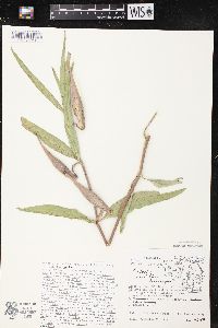 Asclepias viridiflora image