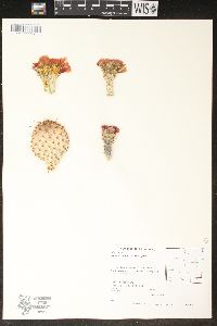 Opuntia macrocentra image