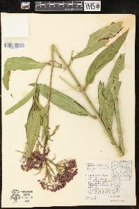 Asclepias incarnata subsp. incarnata image