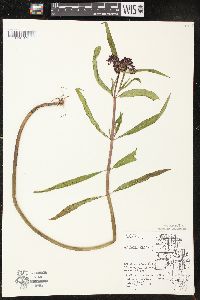 Asclepias incarnata subsp. incarnata image