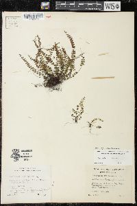 Asplenium trichomanes subsp. trichomanes image