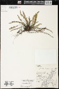 Asplenium trichomanes subsp. quadrivalens image