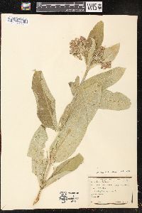 Asclepias syriaca image