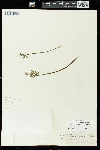 Botrychium lanceolatum subsp. angustisegmentum image