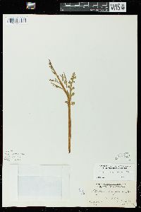 Botrychium minganense image