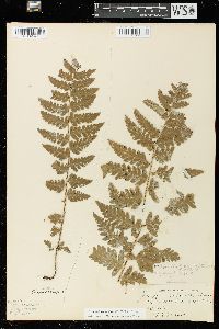 Dryopteris clintoniana image