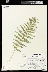 Dryopteris filix-mas image