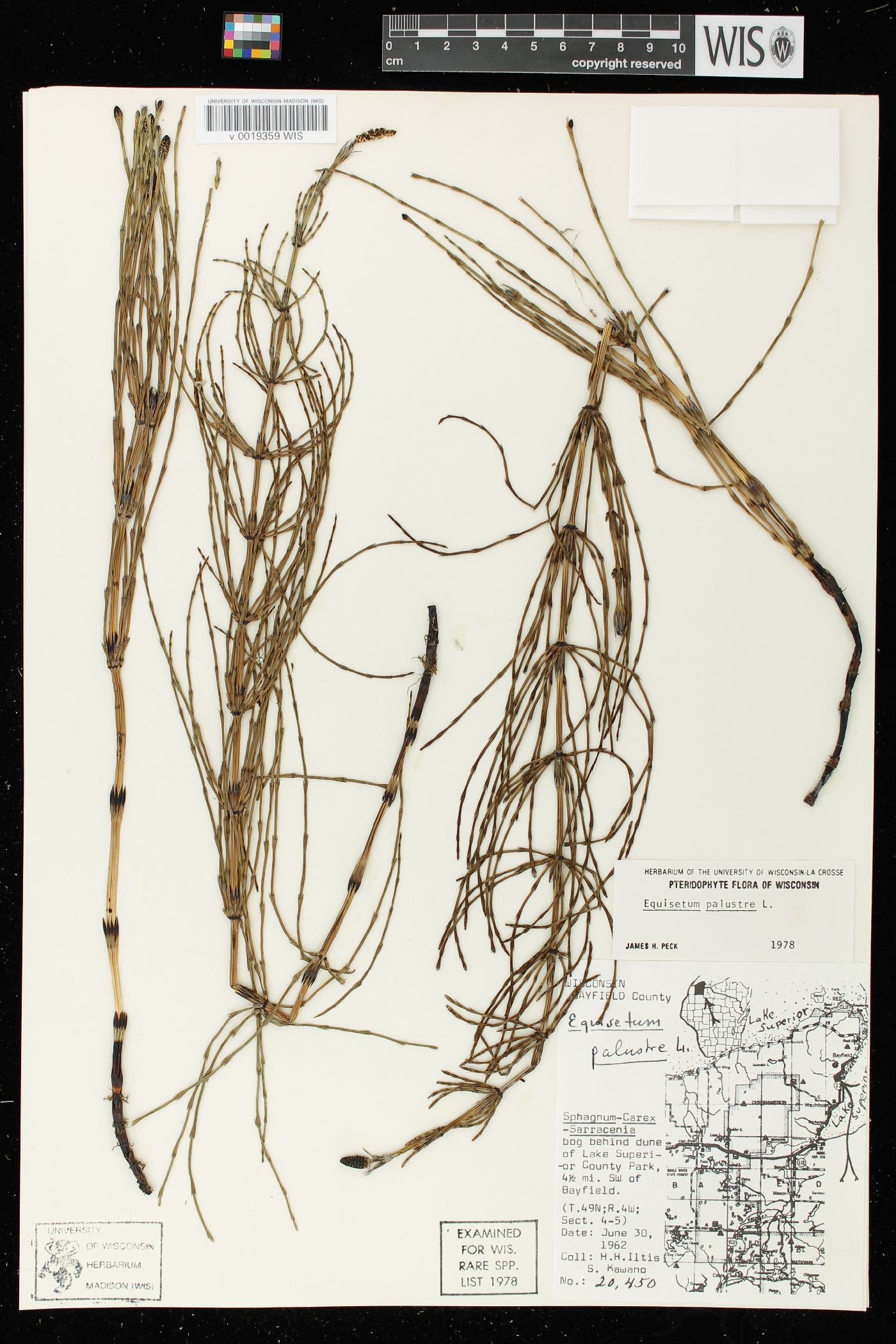 Equisetum palustre image