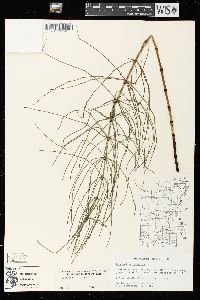 Equisetum palustre image