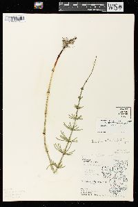 Equisetum palustre image