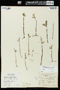 Botrychium lanceolatum subsp. angustisegmentum image