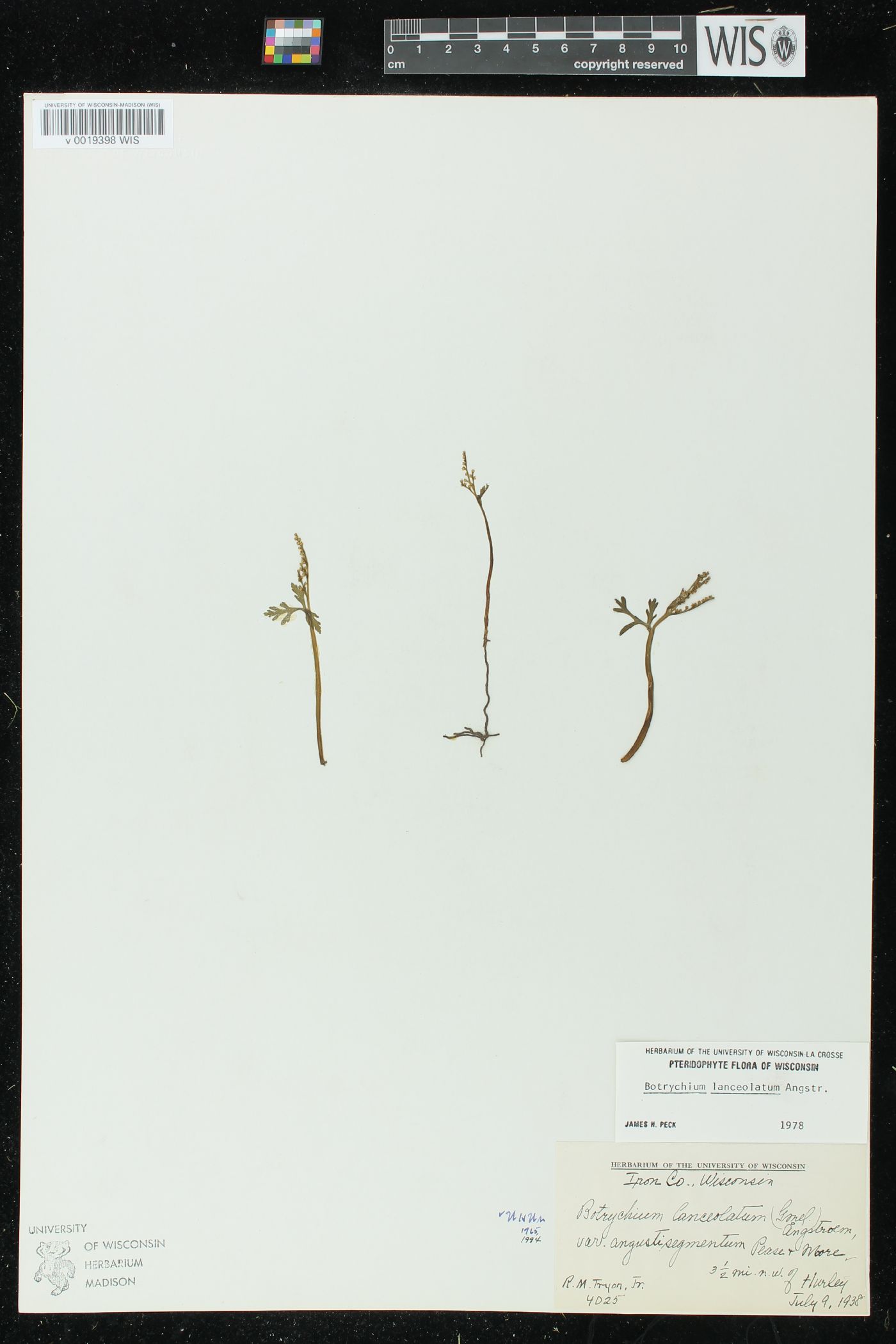 Botrychium lanceolatum subsp. angustisegmentum image