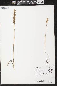 Spiranthes cernua image