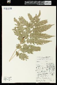 Dryopteris goldieana image