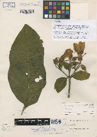 Macrocarpaea cinchonifolia image