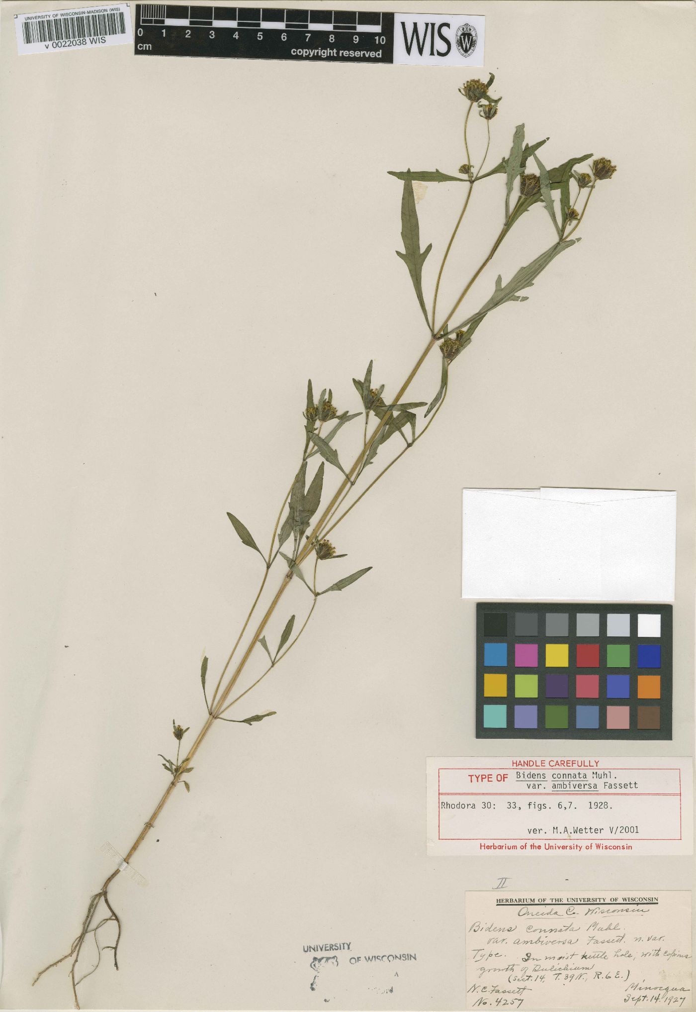 Bidens connata var. ambiversa image