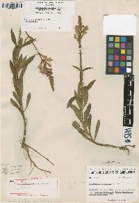 Physostegia virginiana subsp. virginiana image