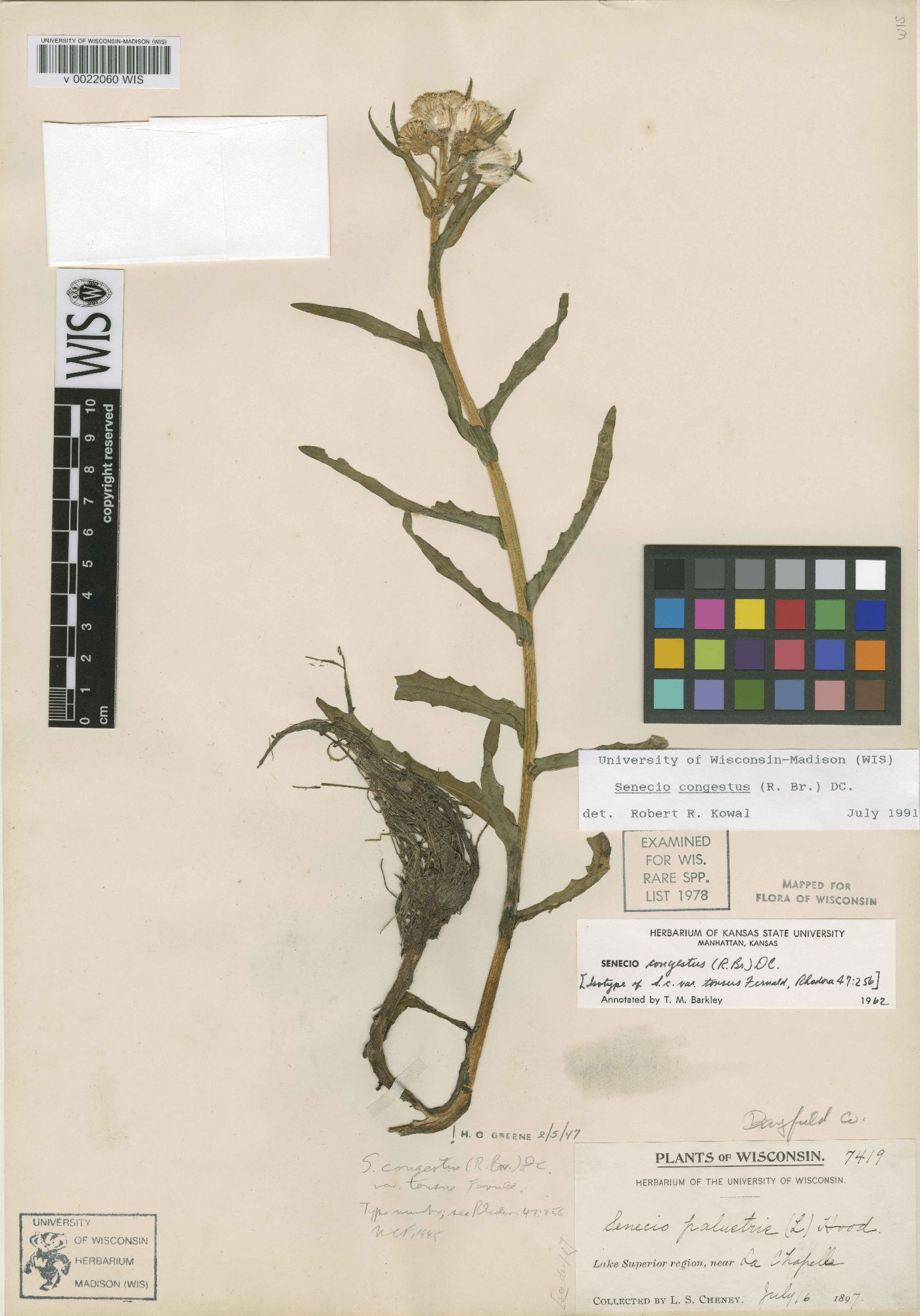 Senecio congestus image