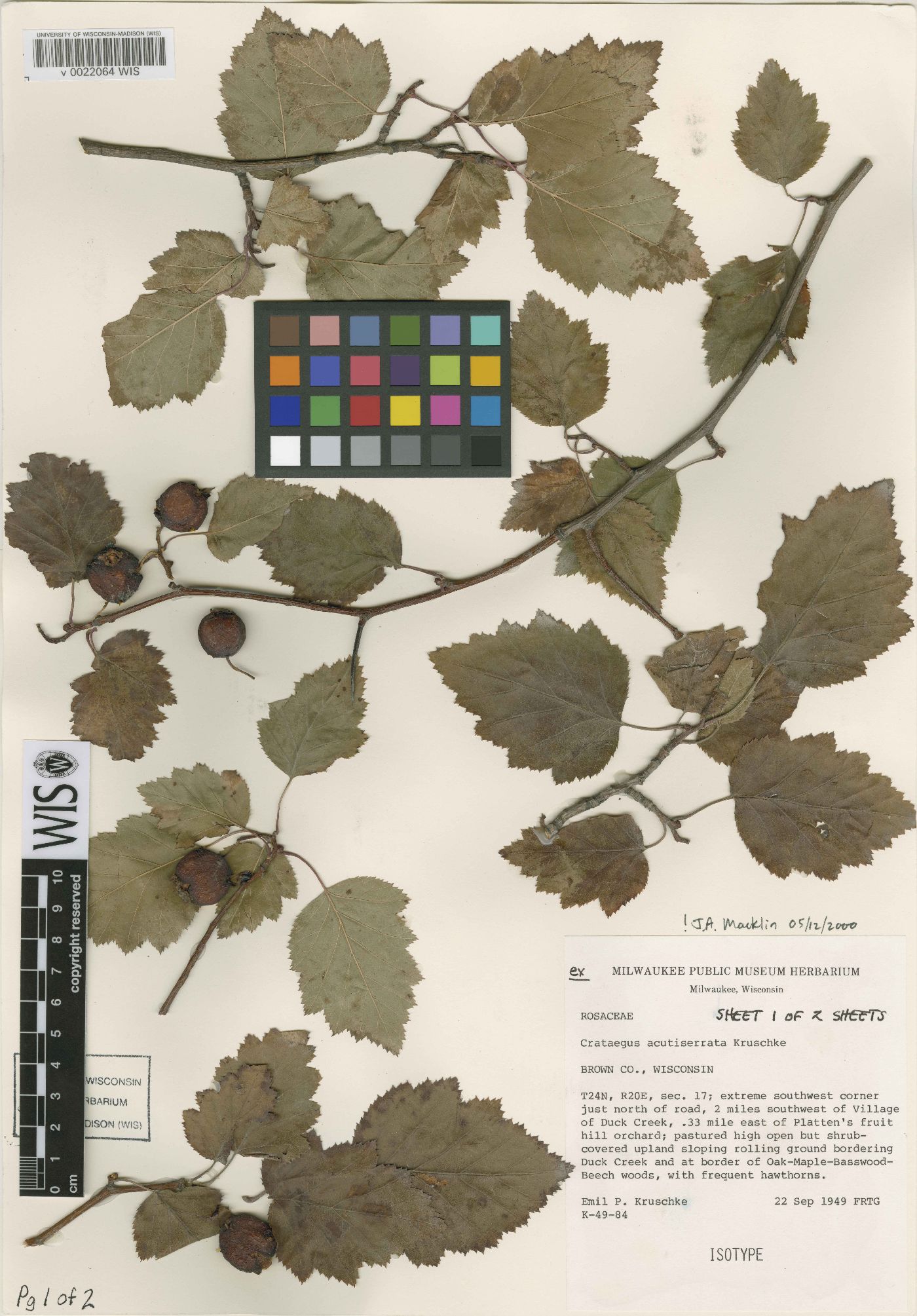 Crataegus acutiserrata image