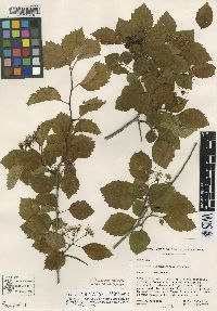 Crataegus succulenta image