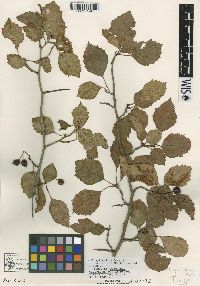 Crataegus succulenta image