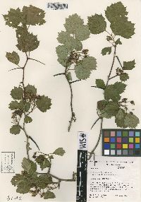 Crataegus chrysocarpa image