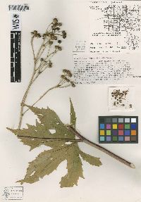 Napaea dioica image