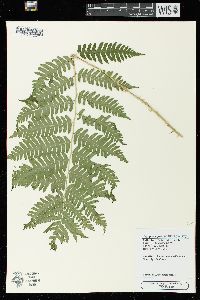 Dryopteris goldieana image