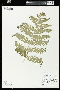 Dryopteris goldieana image