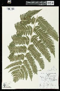 Dryopteris goldieana image