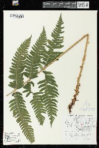 Dryopteris goldieana image