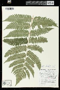 Dryopteris goldieana image