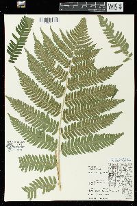 Dryopteris goldieana image