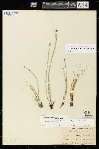 Equisetum variegatum subsp. variegatum image