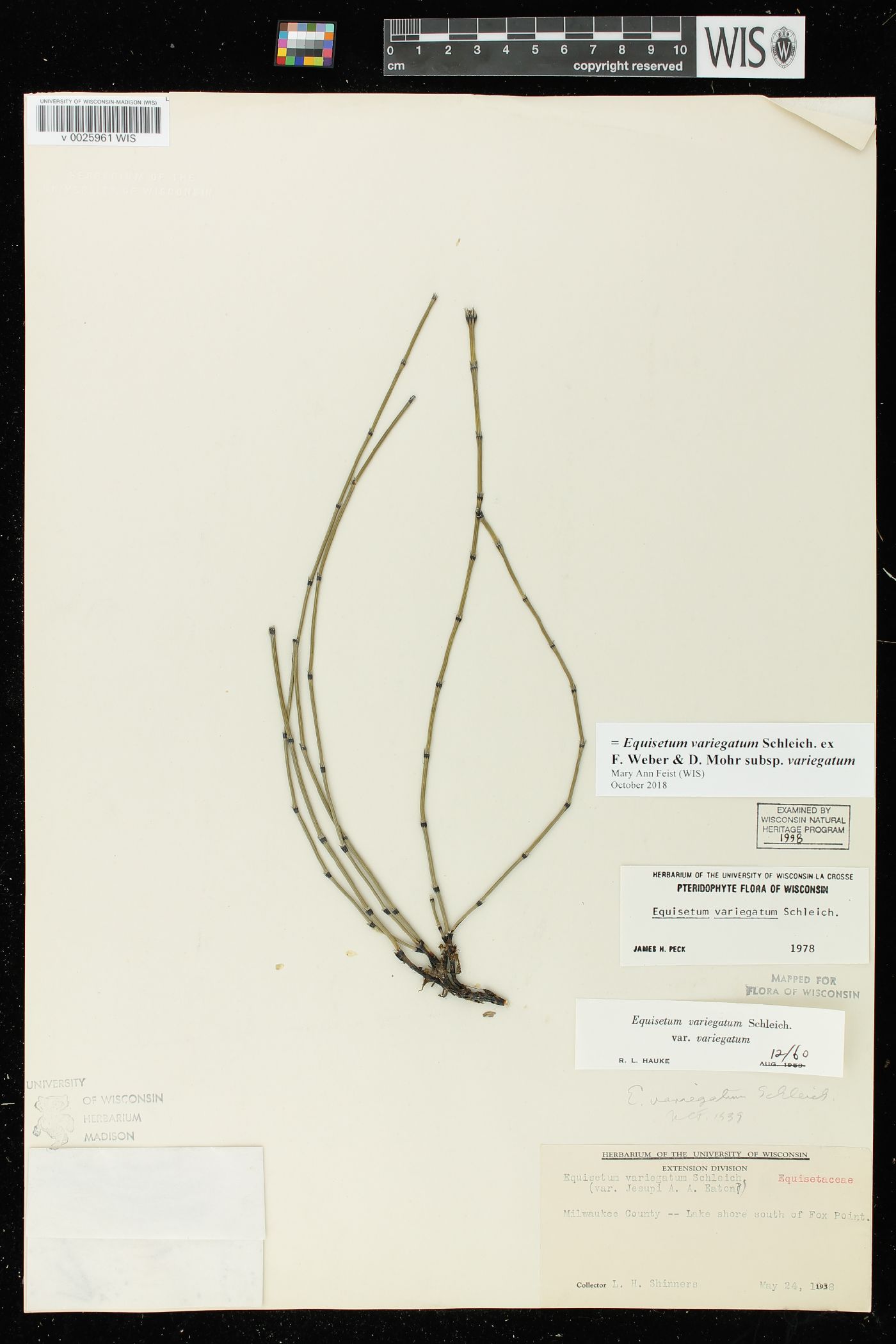Equisetum variegatum subsp. variegatum image