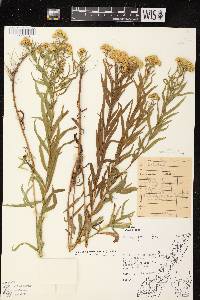 Euthamia graminifolia var. graminifolia image